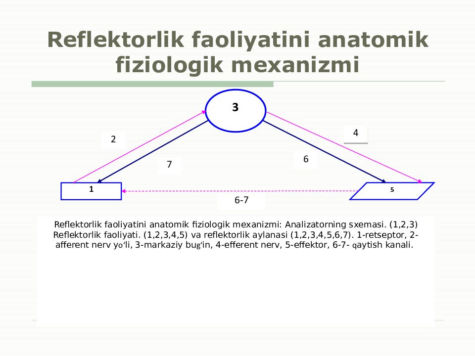 Reflektorlik faoliyatini anatomik fiziologik mexanizmi