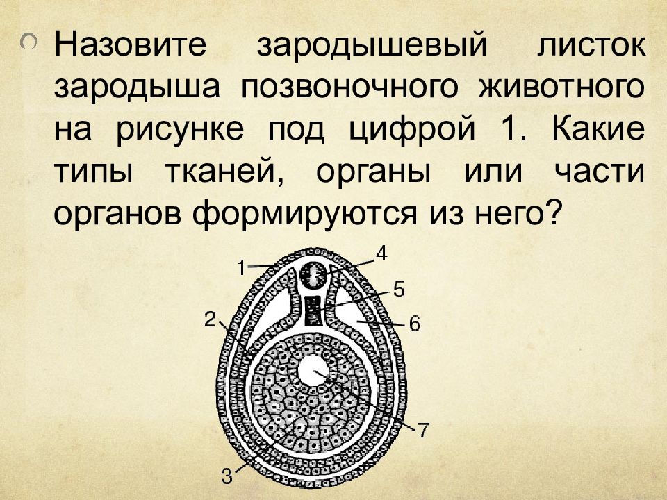 Назовите зародышевый листок позвоночного животного обозначенный на рисунке цифрой 2