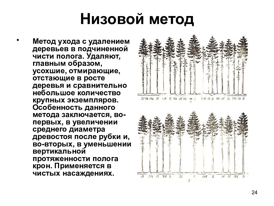 Проект рубок ухода. Низовой метод рубок ухода. Верховой метод рубок ухода. Проект рубок ухода в молодняках. Классификация деревьев при рубках ухода за лесом.