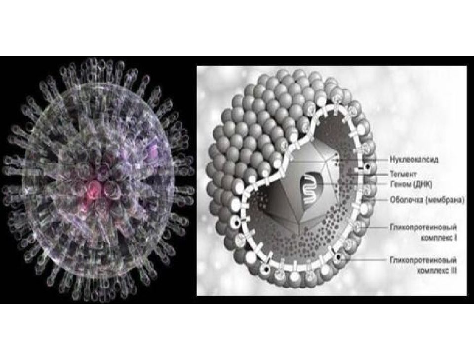 Herpes simplex 1 2 igg. Herpes Simplex virus 1/2 IGG. Вирус герпеса 1 типа фото. Семейство бета герпесвирусы.