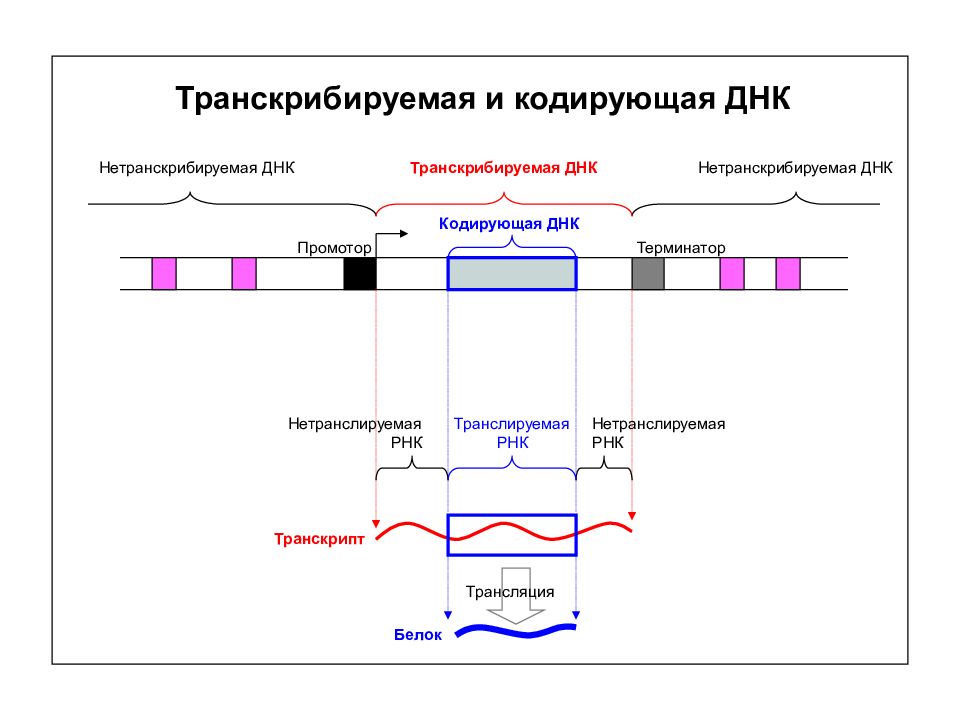 Смысловая днк. Транскрибируемая ДНК. Кодирующая и транскрибируемая ДНК. Кодирующие участки ДНК. Строение Гена транскрибируемая.