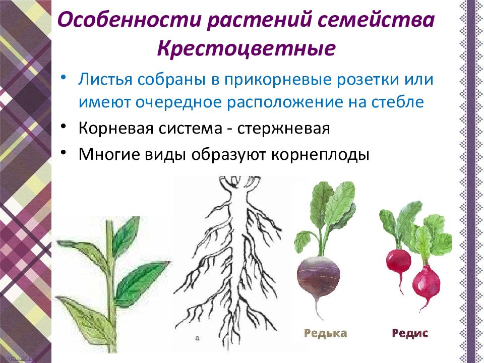 Крестоцветные относятся к классу двудольных. Крестоцветные образуют корнеплоды. Особенности растений. Вегетативные органы крестоцветных растений. Какие из известных вам растений образуют корнеплоды.