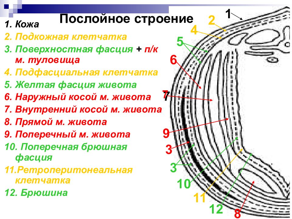 Строение передней. Передняя брюшная стенка послойное строение. Послойное строение брюшной полости. Слои брюшной стенки топографическая анатомия.