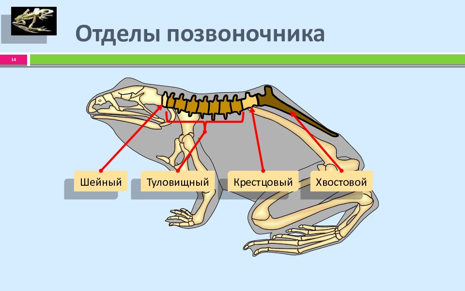 О чем говорит сходный план строения скелетов разных позвоночных животных