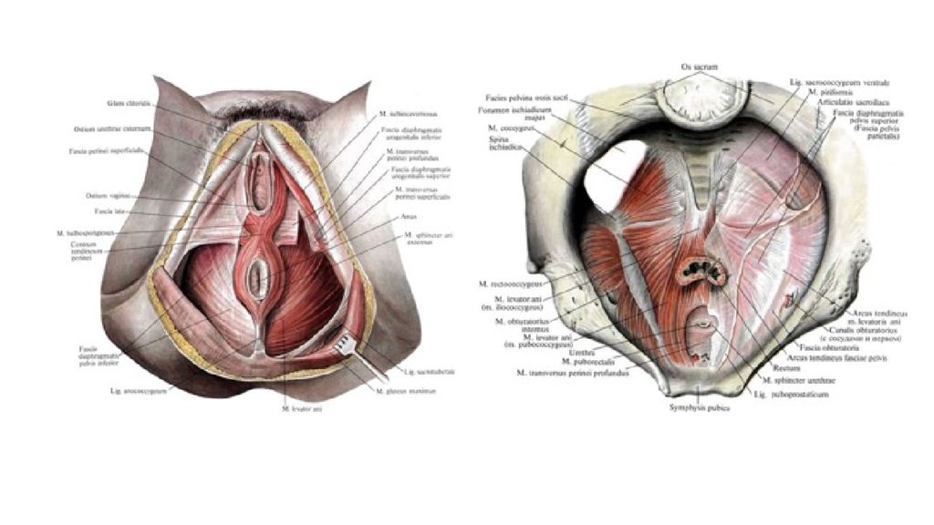 Пролапс тазовых органов презентация