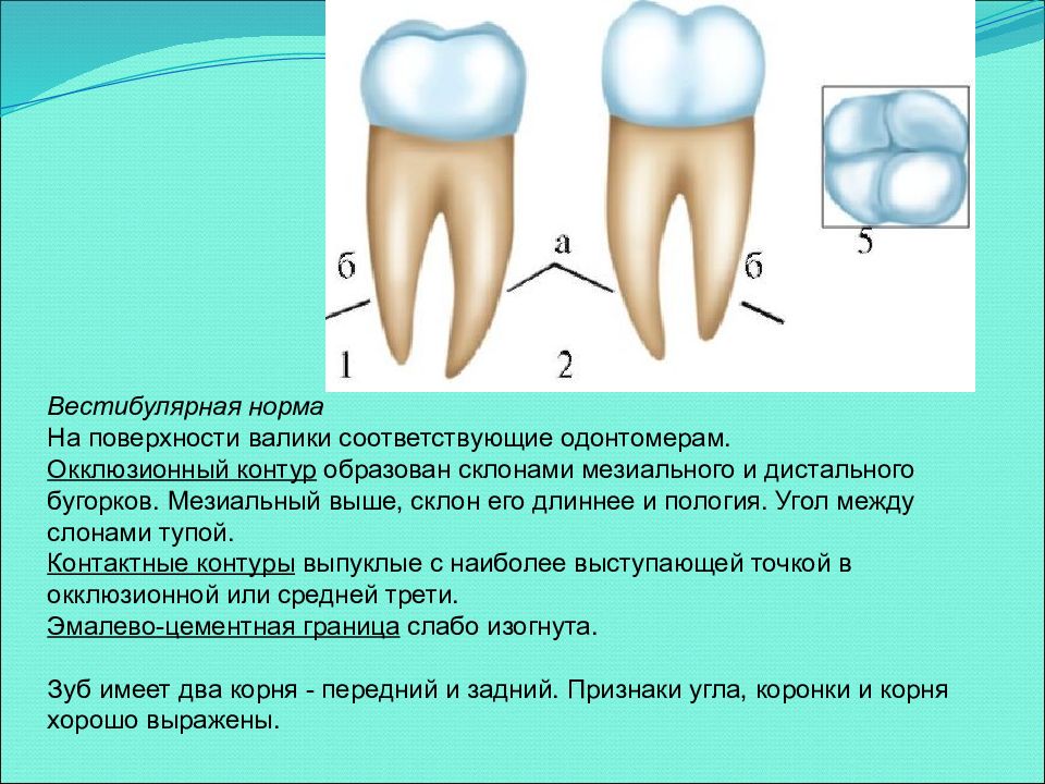 Укажите признаки зубов. Апроксимальная норма зуба. Вестибулярная норма зуба это. Мезиальная и дистальная поверхность зуба. Вестибулярная поверхность зуба.