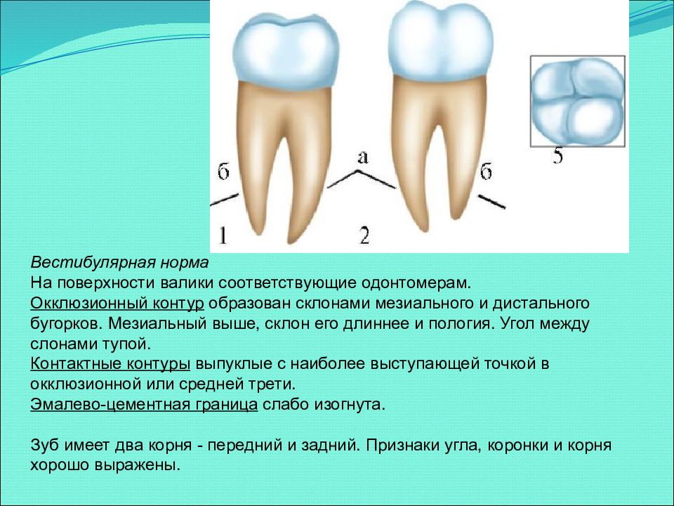 Нормальная поверхность. Апроксимальная норма зуба. Вестибулярная норма зуба это. Вестибулярная и лингвальная нормы зуба.