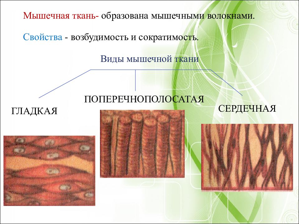 Презентация на тему ткани животных