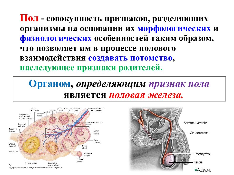 Половой процесс биология. Этапы процесса конъюгации инфузорий. Какой процесс является половым. Формы и способы размножения растений схема 2. Какой процесс является половым.