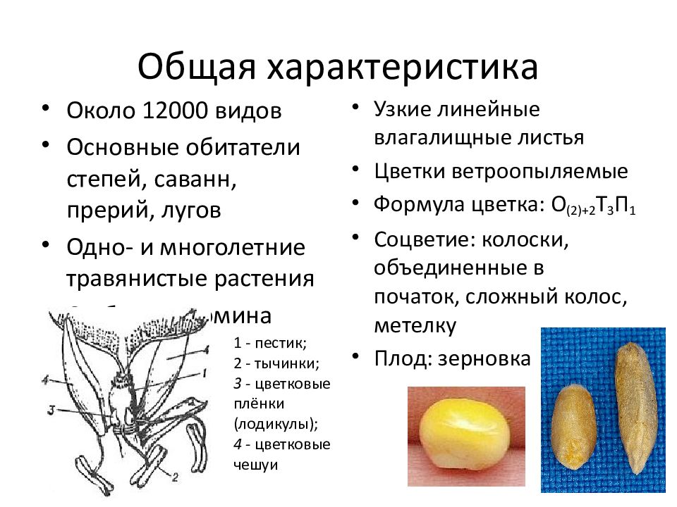 Сравнение однодольных