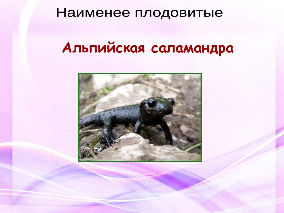 Классная работа Тема: МНОГООБРАЗИЕ И ЗНАЧЕНИЕ ЗЕМНОВОДНЫХ «Лягушкам только