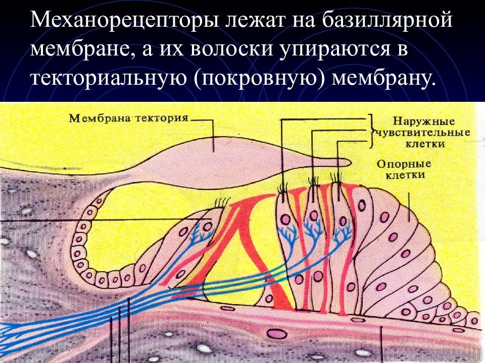 Механорецепторы. Механорецепторы кожи. Текториальная мембрана. Тактильные механорецепторы.