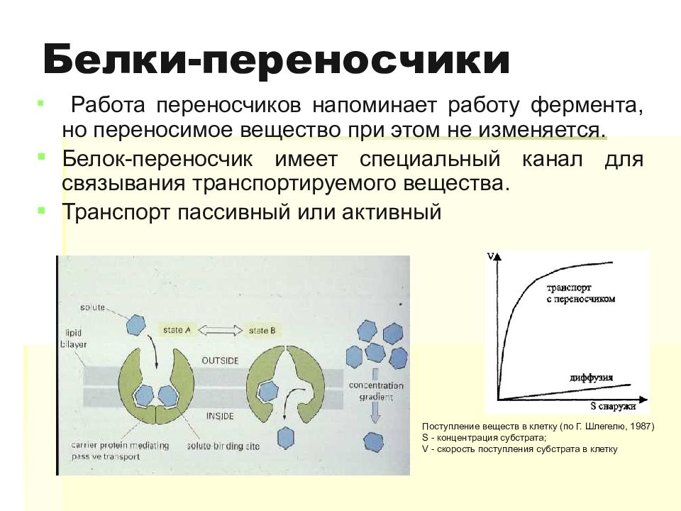 Поступление веществ в клетку схема