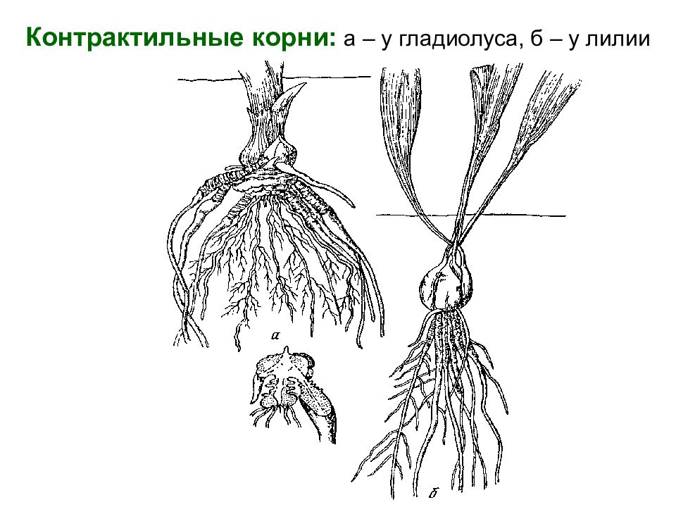 Корневая система жасмина схема