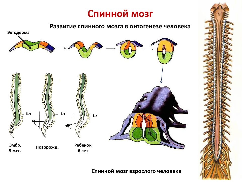 Развитая нервная система. Онтогенез спинного мозга. Развитие спинного мозга схема. Онтогенез спинного мозга человека. Этапы развития спинного мозга.