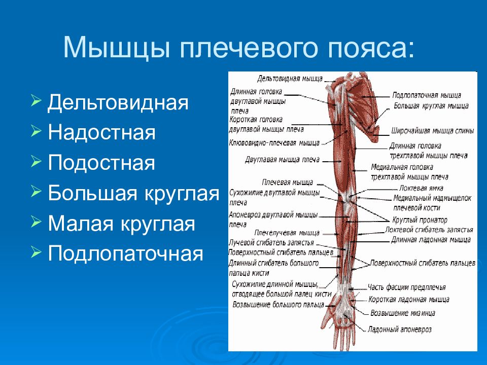 Повреждения плечевого пояса презентация