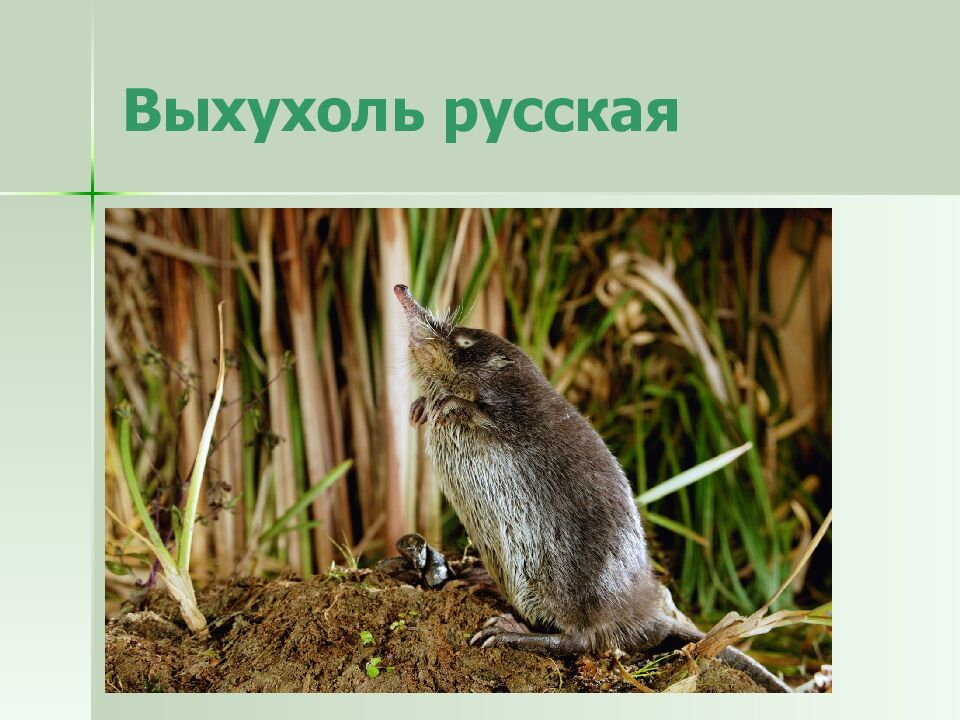 Выхухоль русская