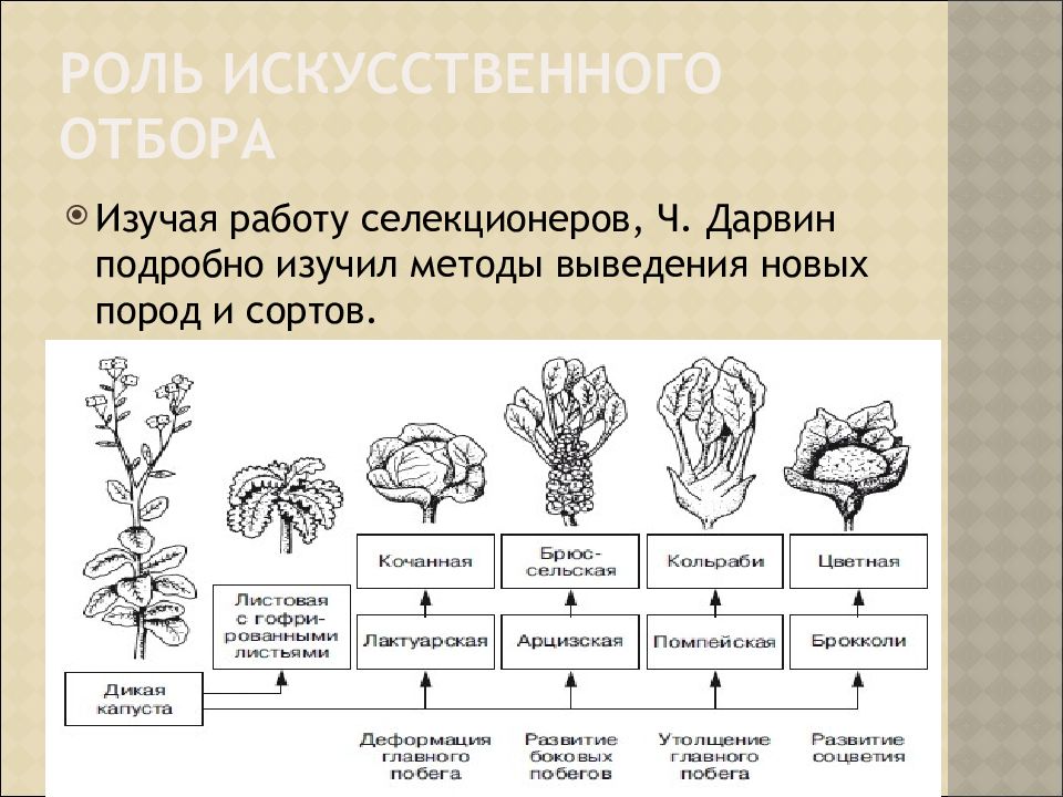 Формы искусственного отбора. Лабораторная работа изучение результатов искусственного отбора. Сорта капусты искусственный отбор. Искусственный отбор и его Результаты лабораторная работа 11. Искусственный отбор и его Результаты капуста.