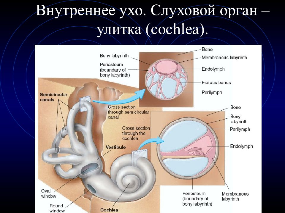 Функция улитки в ухе. Внутреннее ухо улитка. Улитка орган слуха. Слуховой и вестибулярный анализаторы. Улитка слуховой анализатор.