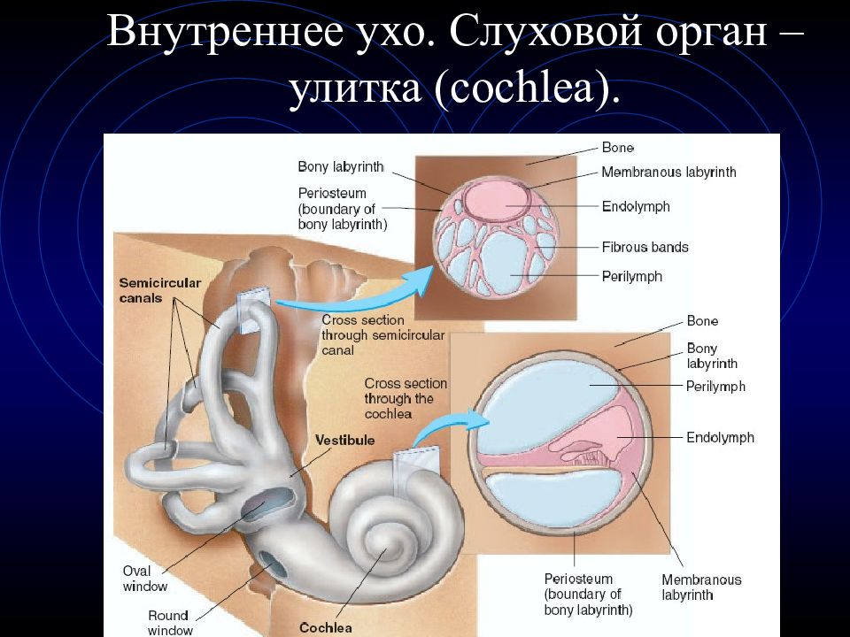 Зрительный и слуховой анализатор презентация