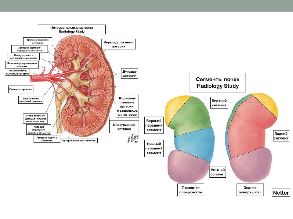 Верхние границы почек. Хирургическая анатомия почек. Чудесная сеть почки анатомия. Границы почек анатомия. Сегменты почки анатомия.
