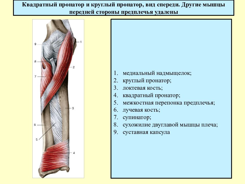 Круглый пронатор фото