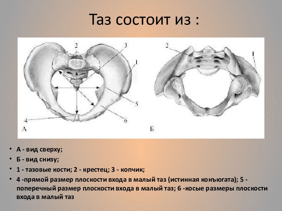 Акушерские размеры таза на рисунке