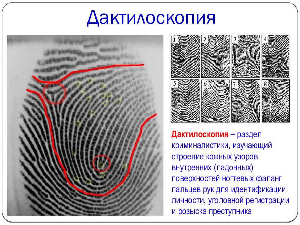 Что такое дактилоскопия. Понятие дактилоскопии. Методы дактилоскопии. Дактилоскопия криминалистика. Дактилоскопия пальцев рук.