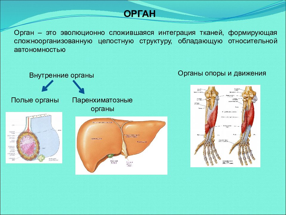 Значение анатомии для медицины. Паренхимальные органы. Полые и паренхиматозные органы таблица. Паренхиматозные органы. Полые органы и паренхиматозные органы.