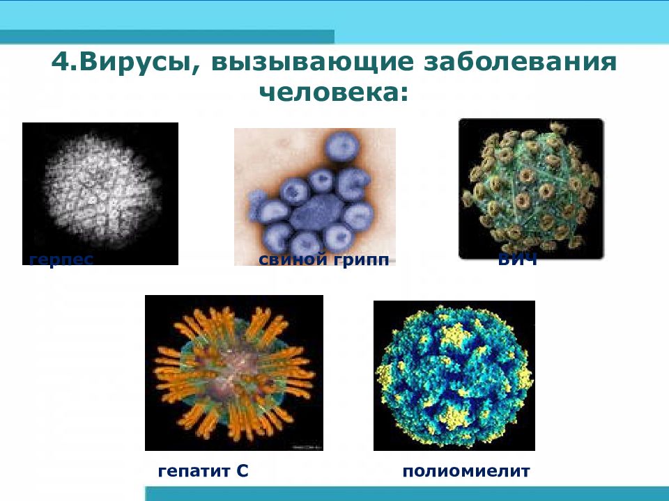 Презентация на тему вирусы