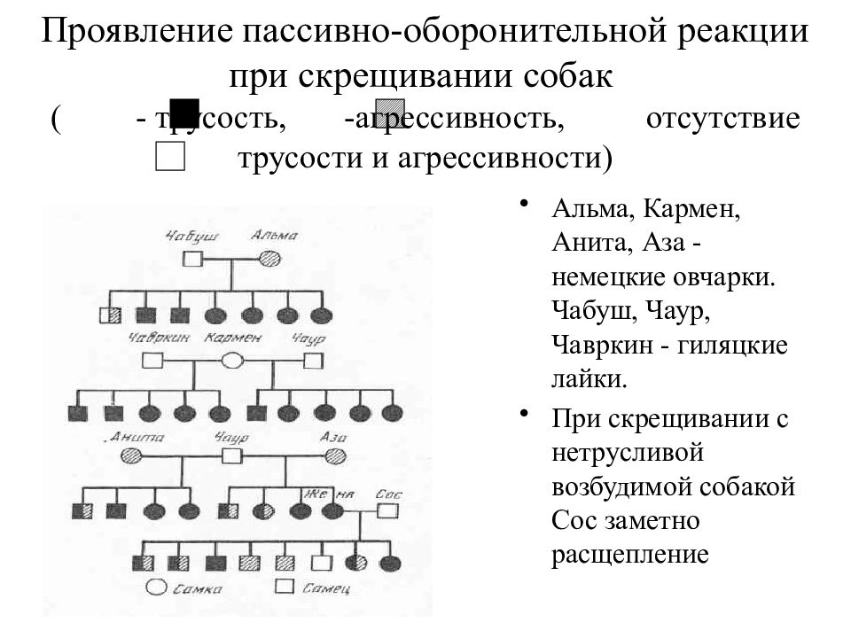 На фоне чего происходит усиление пассивно оборонительной реакции у собаки