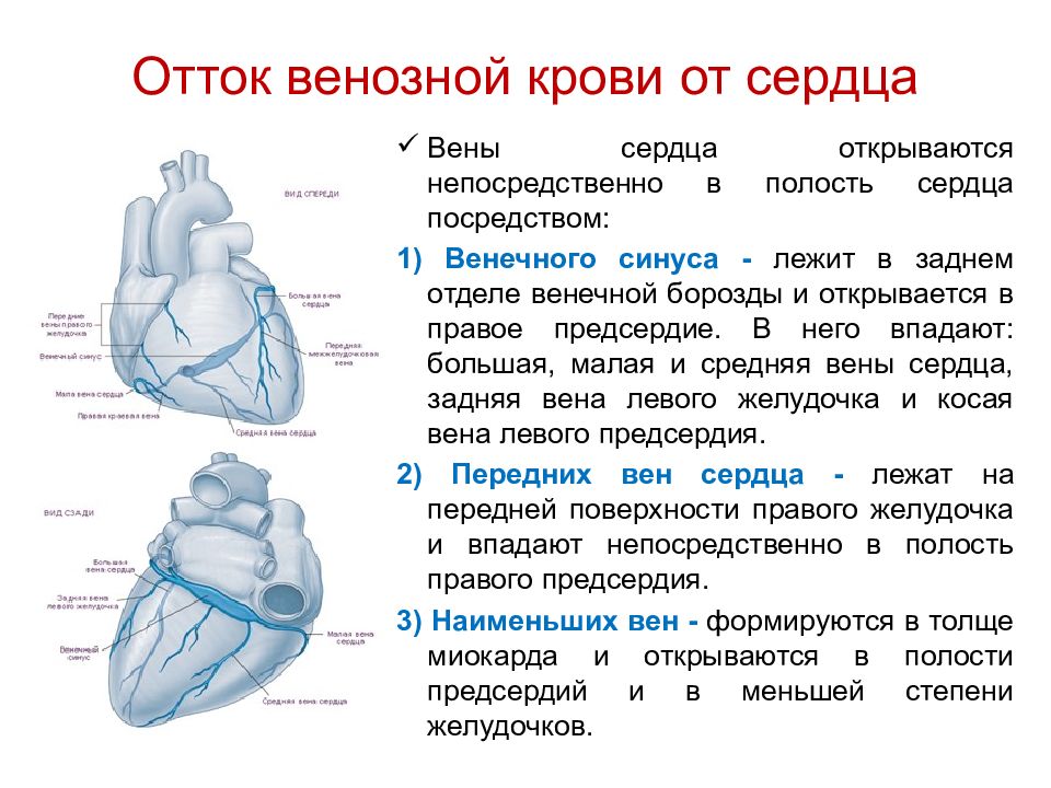 Вени сердца. Кровоснабжение сердца венозный отток. Отток венозной крови от сердца. Функциональная анатомия сердца. Венозный отток от сердца.