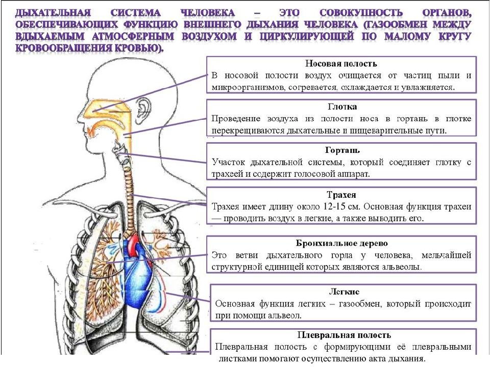 Органы дыхательной системы человека рисунок