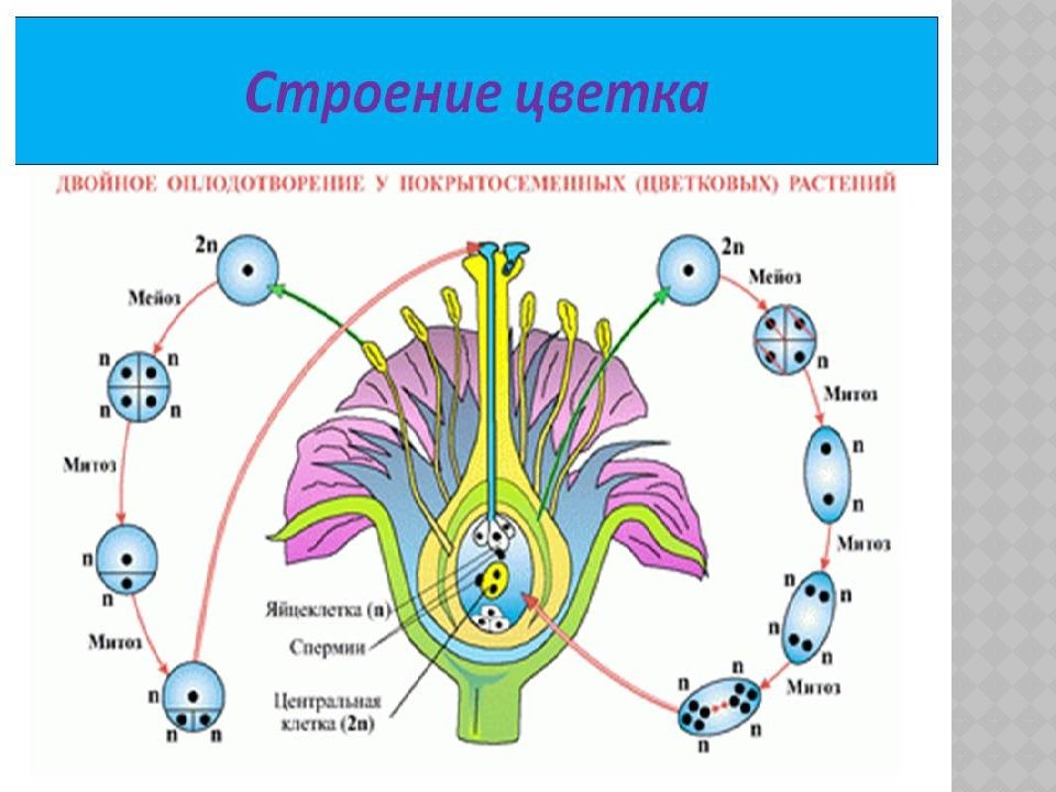 Оплодотворение цветка