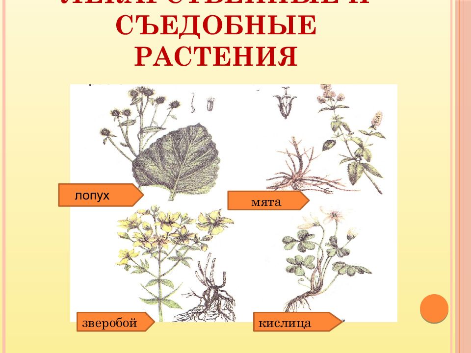 Презентация дикорастущие съедобные растения