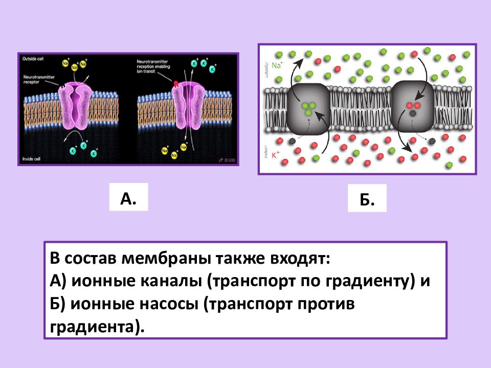 Ионные насосы и ионные каналы. Ионные градиенты клетки их механизмы. Механизмы возникновения ионных градиентов клетки. Ионные насосы клеточной мембраны.