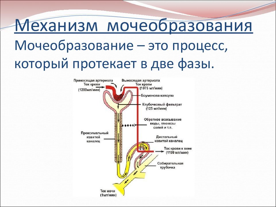 Процесс мочеобразования презентация