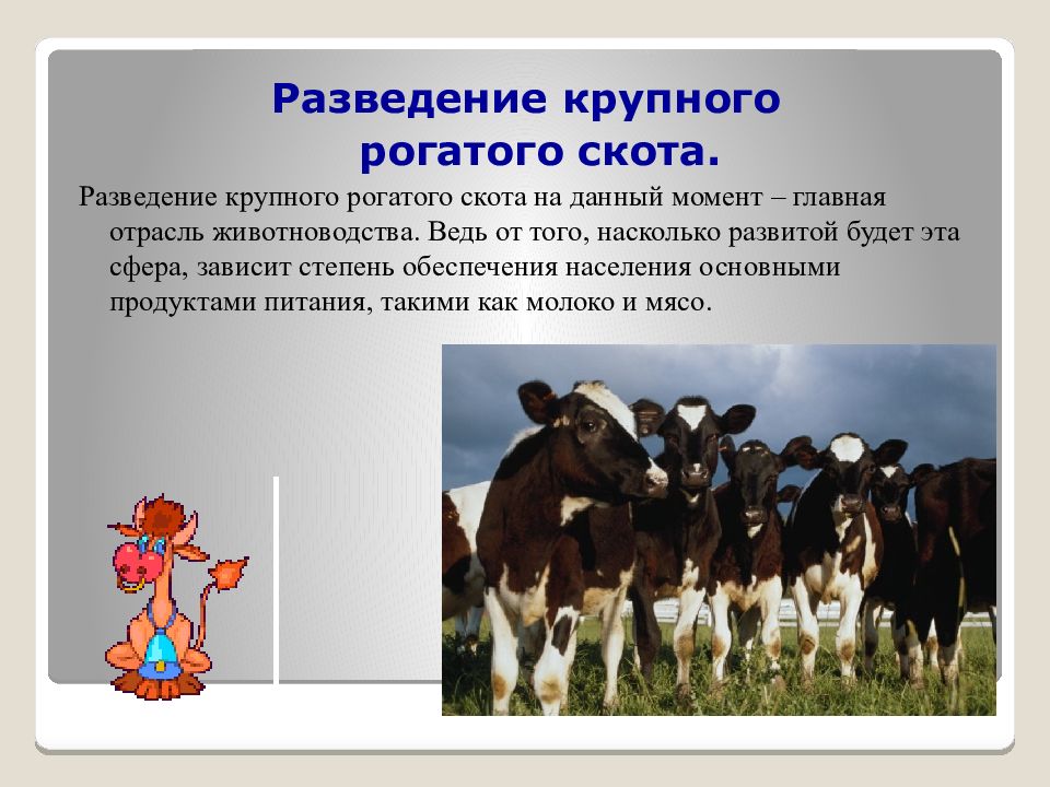 Каких животных разводят в московской области. Разведение крупного рогатого скота. Отрасль разведение крупного рогатого скота. Разведение крупного рогатого скота сообщение. Животноводство презентация.