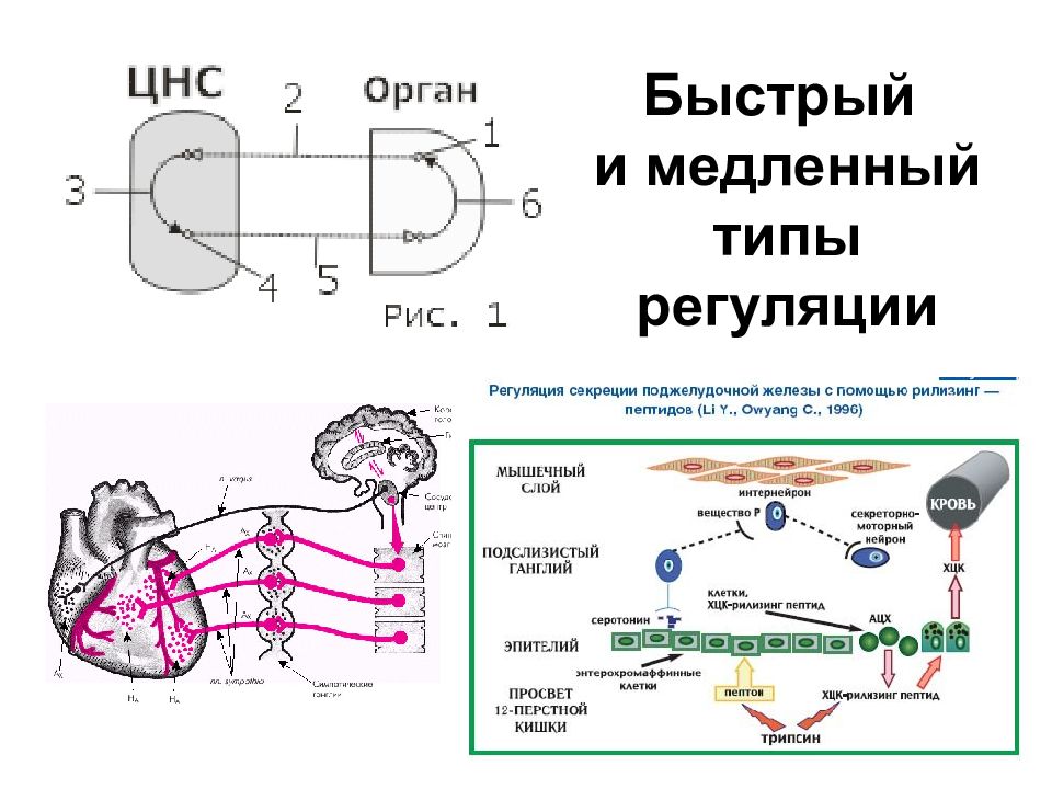 Нейрофизиология курсы