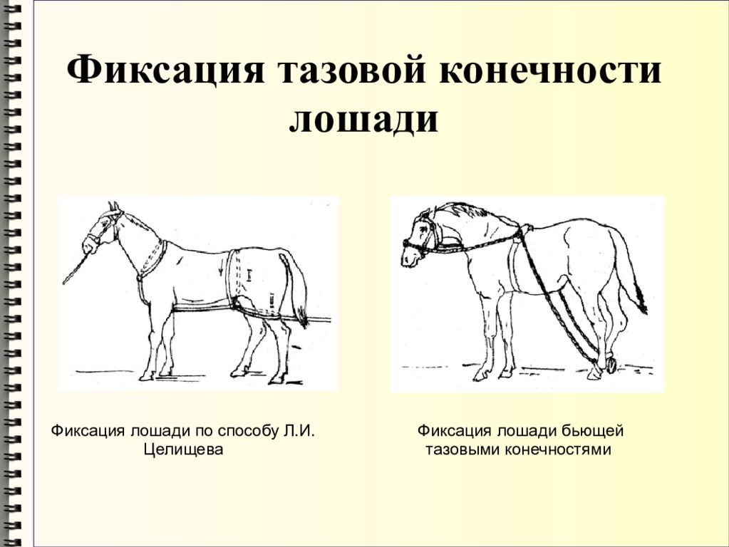 Способ л. Механические способы фиксации лошадей. Фиксация тазовой конечности лошади. Фиксация лошадей повалом. Методы фиксации животных в ветеринарии.