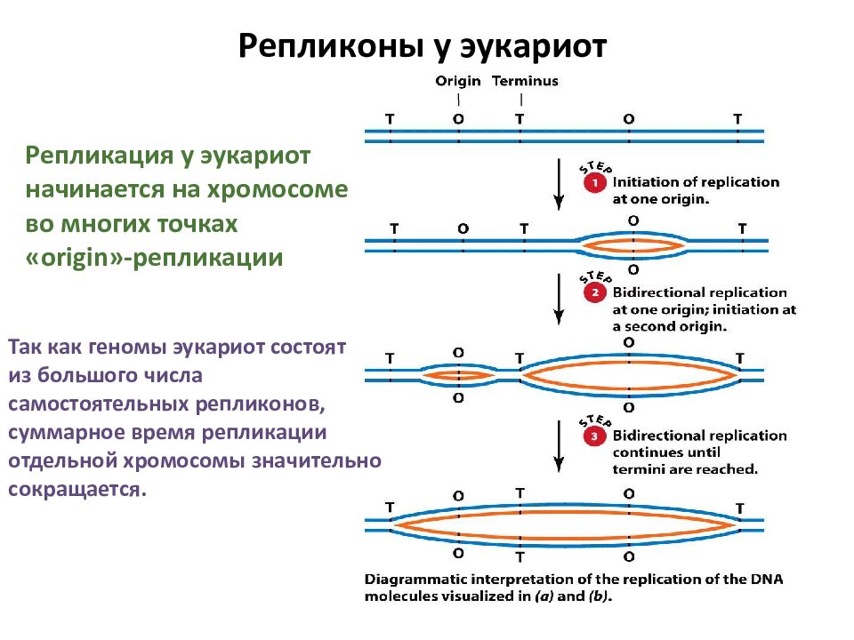 Какой процесс происходящий с генетической информацией клетки изображен на схеме