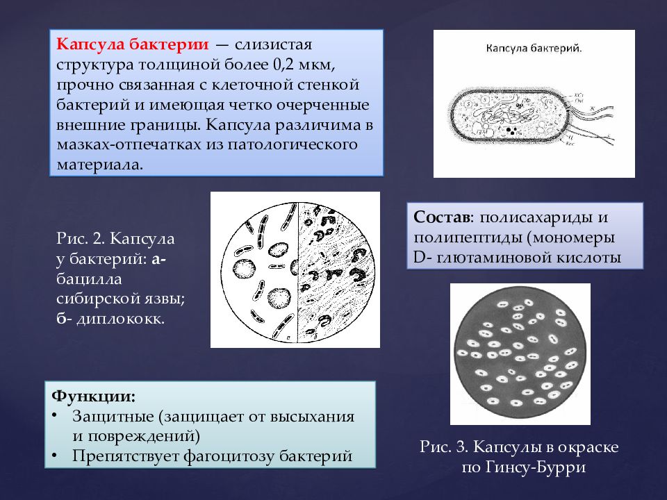 Исследования бактерий. Капсула бактерий. Споры и капсулы бактерий. Капсула слизистая структура. Строение капсулы бактерий.