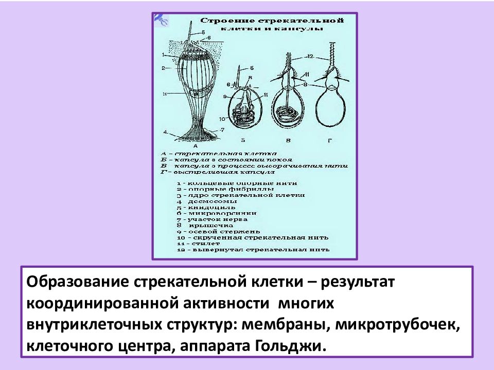 Механизмы клетки. Механизмы дифференцировки клеток. Механизм стрекательных клеток. Дифференцировка клеток механизмы дифференцировки. Состав стрекательной клетки.