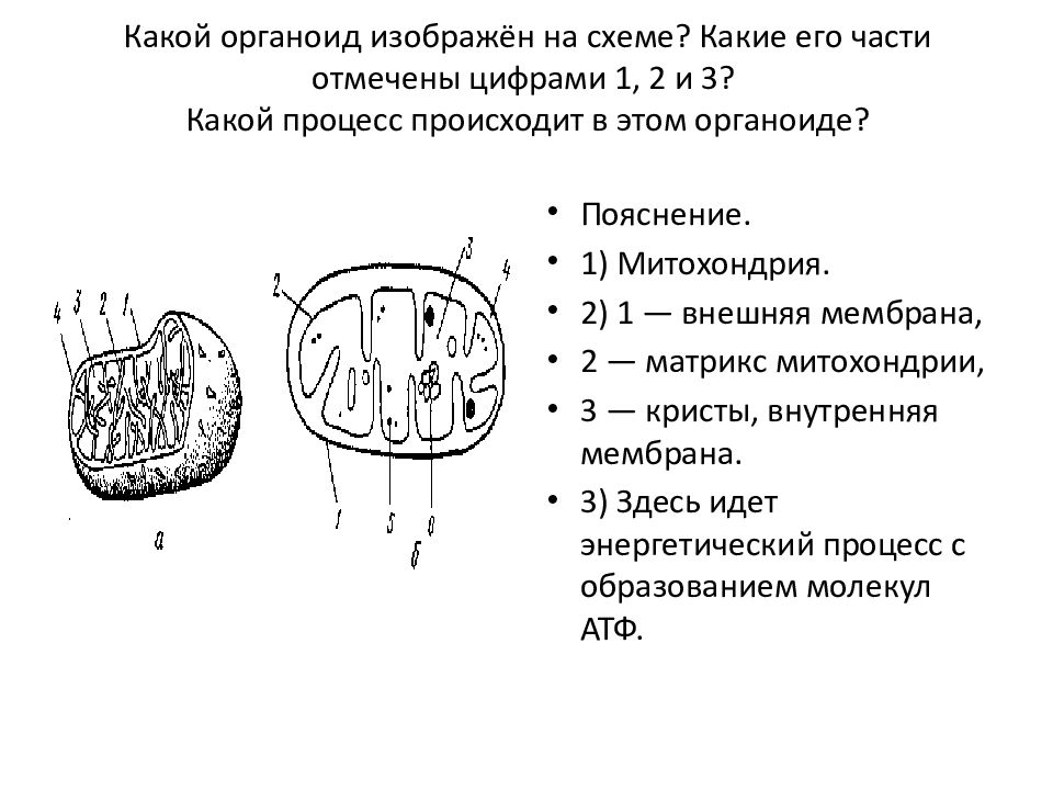 Установите соответствие между функциями и органоидами клетки. Какой органоид изображен на схеме какие его. Какой органоид изображен на рисунке. Какой органоид клетки изображён на рисунке. Органоиды схема.