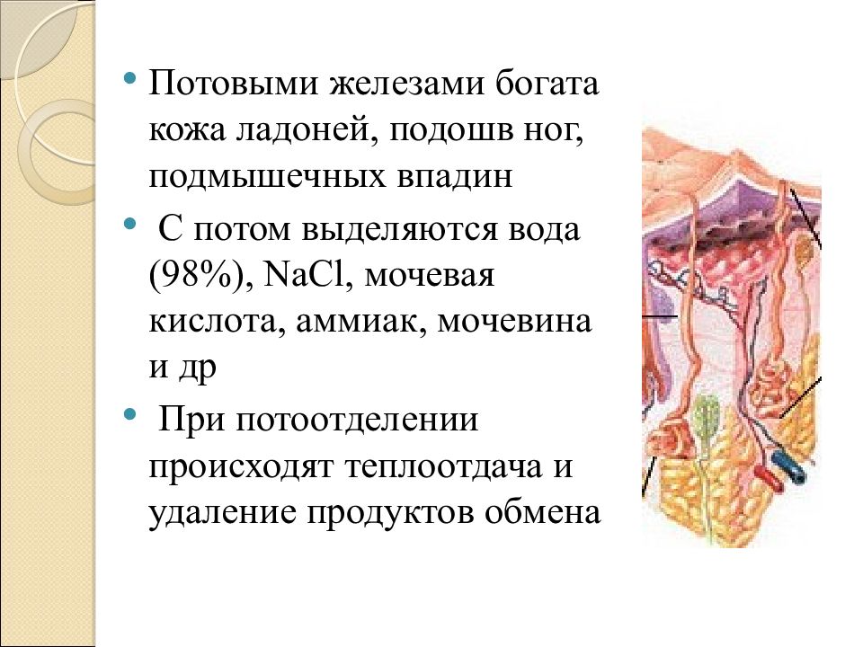 Кожа наружный покровный орган 8 класс презентация