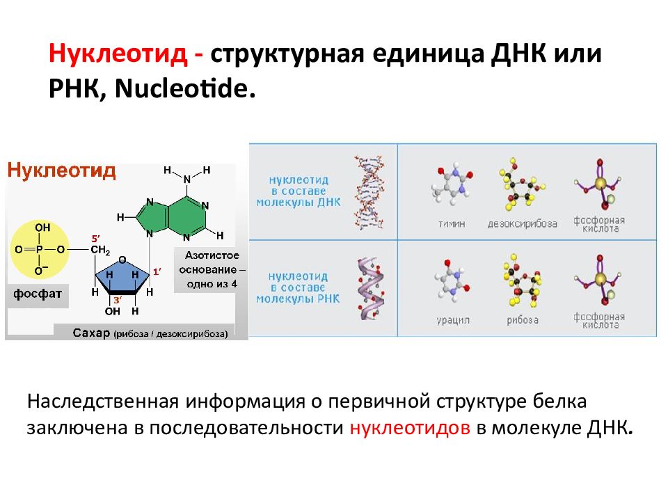 В состав молекулы днк входит углевод. Структурная единица ДНК. Нуклеотиды структурные единицы ДНК И РНК. Наследственная информация о первичной структуре белка. Структурно-функциональная единица ДНК.