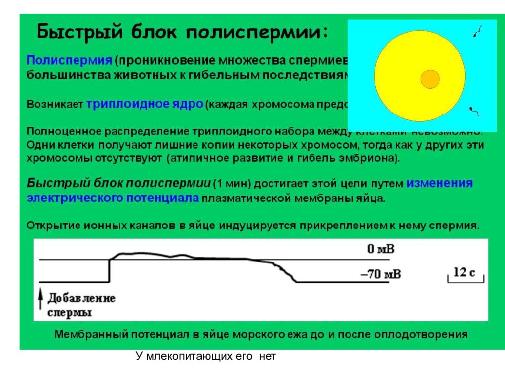 Быстрый блок. Блок полиспермии. Быстрый блок полиспермии. Медленный блок полиспермии. Полиспермное оплодотворение.