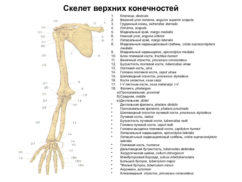 Плечевая кость латынь. Кости верхней конечности вид спереди. Скелет верхней конечности анатомия латынь. Строение верхних конечностей человека анатомия. Кости верхней конечности на латинском и русском языке.