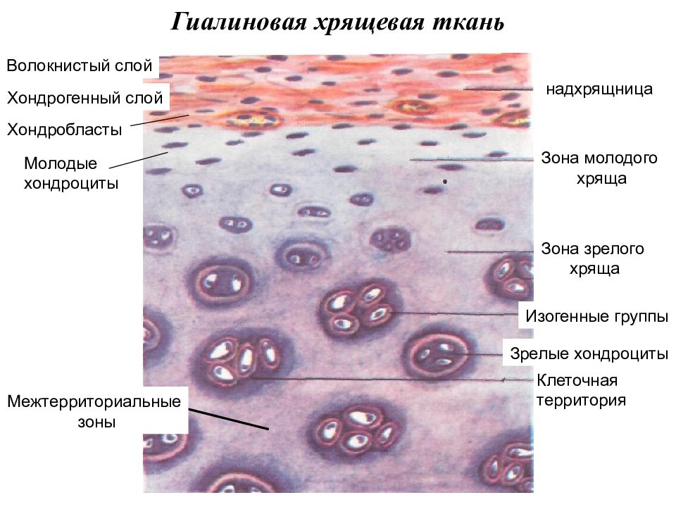 Хрящевые ткани рисунок