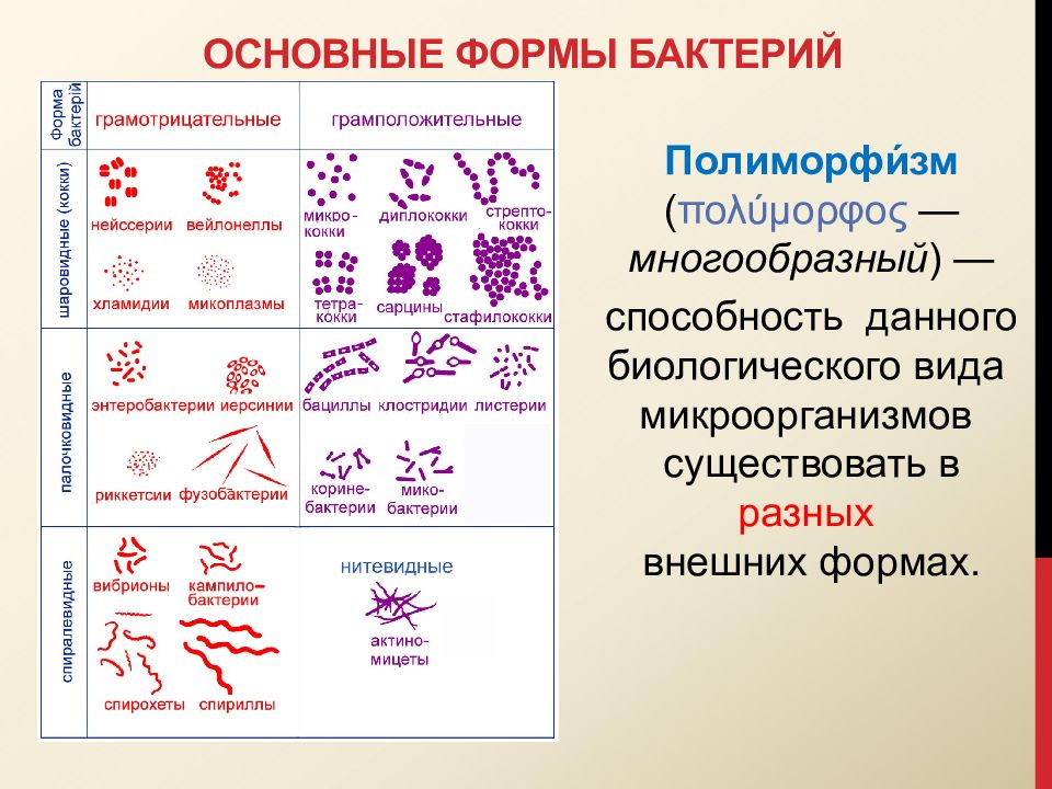 Примеры групп бактерий